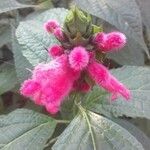 Salvia oxyphora Flower