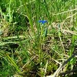 Gentiana rostanii