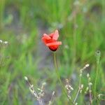 Papaver argemone Fula