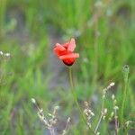 Papaver argemone 花