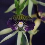 Prosthechea cochleata Fleur