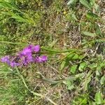 Anacamptis palustris Floare