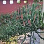 Araucaria columnaris पत्ता