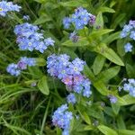 Myosotis sylvaticaBlodyn