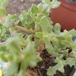 Lampranthus deltoides Leaf