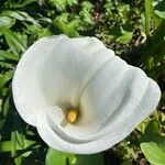 Zantedeschia aethiopica Blodyn