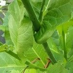 Nicotiana sylvestris പുറംതൊലി