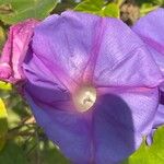 Ipomoea indica Blodyn