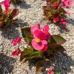 Begonia cucullata Fiore