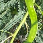 Prosopis juliflora Owoc