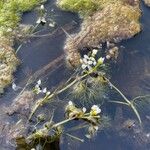 Ranunculus trichophyllus Blatt