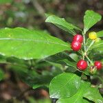 Psychotria orosiana Fruit