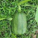 Cucurbita maximaПлід