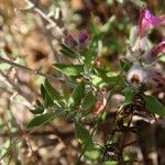 Teucrium marum Leaf