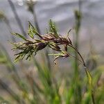Poa alpina Flower
