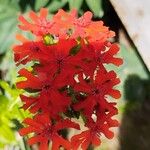 Silene chalcedonica Flower