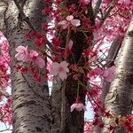 Prunus campanulata Flor