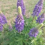 Lupinus polyphyllusЦвят