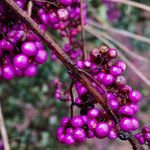 Callicarpa americana Fruit