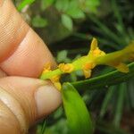 Bulbophyllum coccinatum Floare