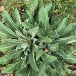 Verbascum speciosum List