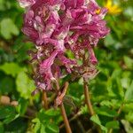 Corydalis cavaBlüte