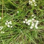 Galium borealeKvet