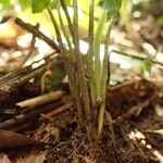 Asplenium macrophlebium Ďalší