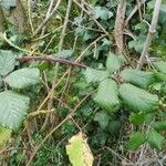 Rubus winteri Blad