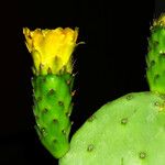 Opuntia ficus-indica Листок