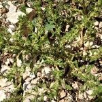 Amaranthus albus Blatt