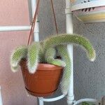 Cleistocactus winteri Leht