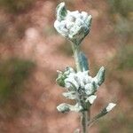 Bombycilaena erecta Flower