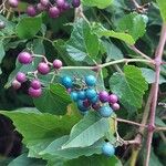 Ampelopsis glandulosa Fruit