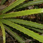 Bromelia pinguin Levél