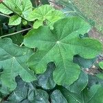 Jatropha podagrica Leaf