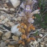 Orobanche rosmarina Bloem