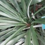 Pitcairnia sastrei Hoja
