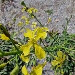 Brassica tournefortii Blüte