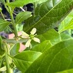 Euonymus europaeusFlower