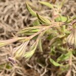 Silene secundiflora Flower