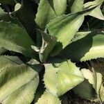 Agave shaferi Blad