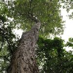 Combretum celastroides Habitus