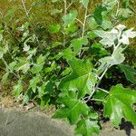 Populus alba Blatt