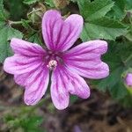 Malva sylvestrisFlower