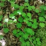 Oxalis acetosella Hoja