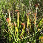 Sarracenia rubra Levél