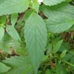Galeopsis tetrahit Hoja