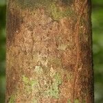 Gustavia hexapetala 樹皮