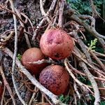 Couroupita guianensis Ffrwyth